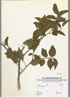 藏品(朴樹)的圖片